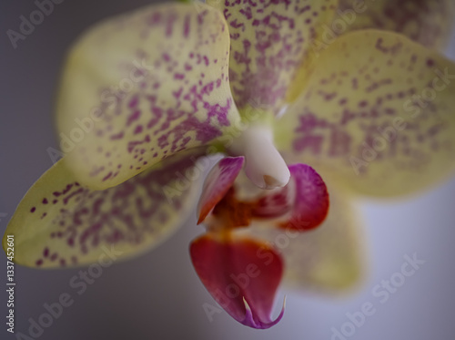 orchid flower closeup