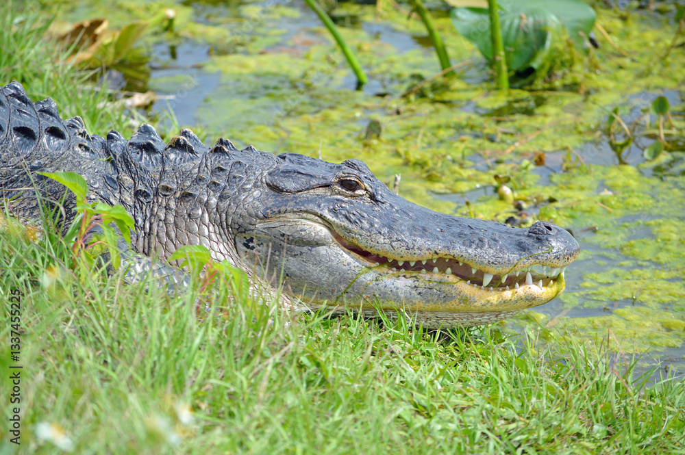 Fototapeta premium Closeup of the right side of alligator face, its mouth agape, teeth showing, lying in the marsh, at Lake Apopka, Wildlife Drive in Florida 