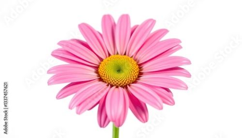 A single, vibrant daisy, petals fully open, isolated against a pure white backdrop, spring, vivid