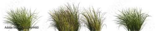 Fotografie Grass Carex obnupta or Slough Sedge isolated png on a transparent background pre