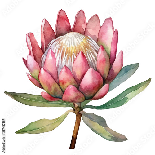 watercolor Protea flower isolated white background