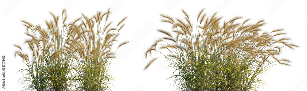 Fototapeta premium grass Hordeum jubatum isolated png on a transparent background premium realistic cutout (foxtail barley, bobtail barley, squirreltail barley, and intermediate barley)