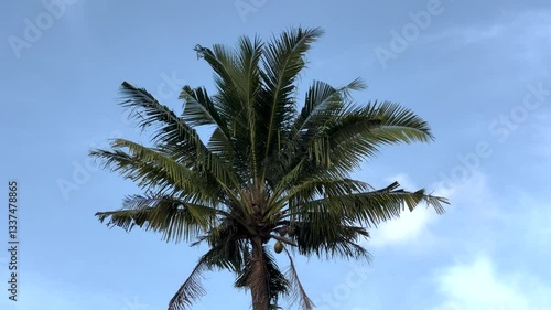 Wallpaper Mural coconut tree Torontodigital.ca