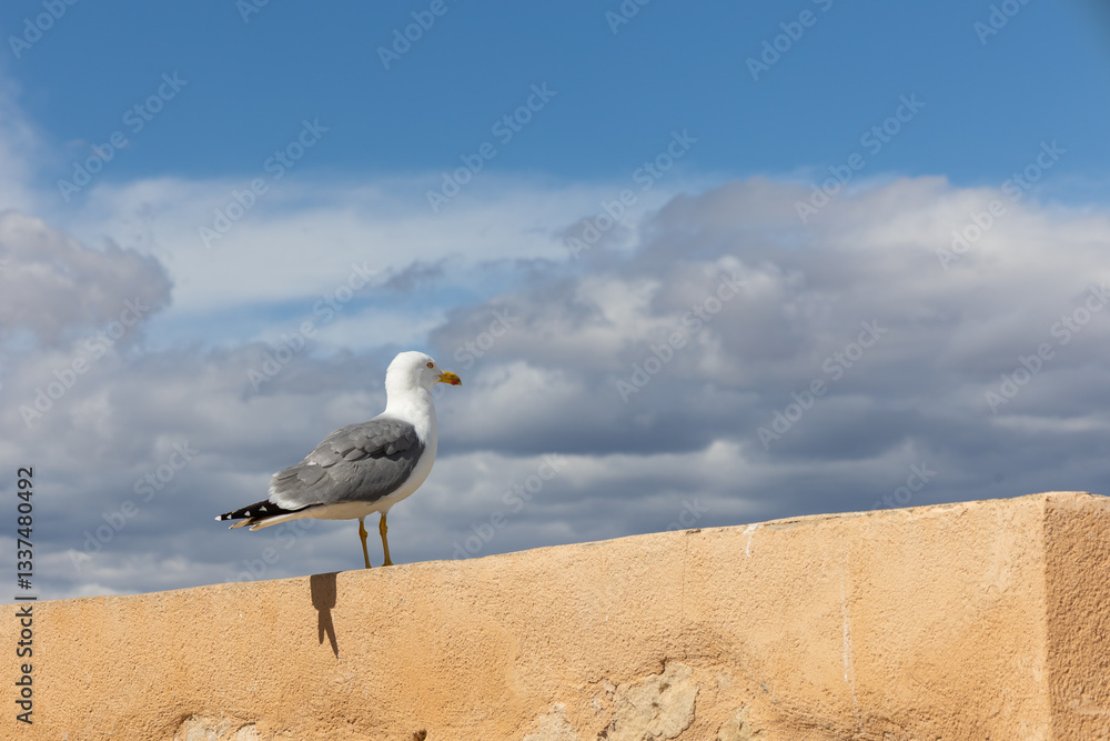 Seagull on stone wall against cloudy blue sky background Seagull on stone wall against cloudy blue sky background