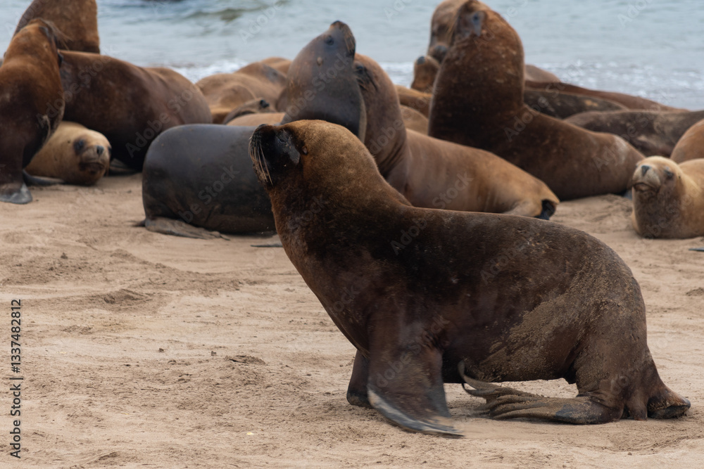 Fototapeta premium Sea lions resting on the shore.