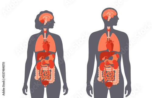 Human internal organs