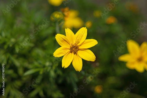 Obraz na płótnie vista macro frontale in primo piano di un grande fiore dai petali gialli. grande pianta verde con vari fiori e germogli sullo sfondo sfuocato w salonie