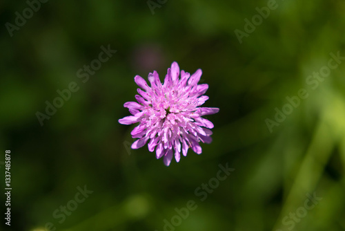 Obraz na płótnie vista macro dettagliata frontale di un piccolo fiore color rosa w salonie