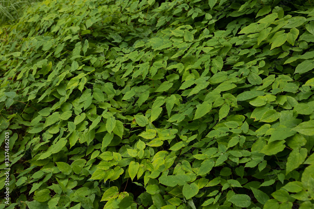 dettaglio di tante piante uguali dalle foglie verdi della vegetazione di sottobosco in un ambiente di montagna, in estate
