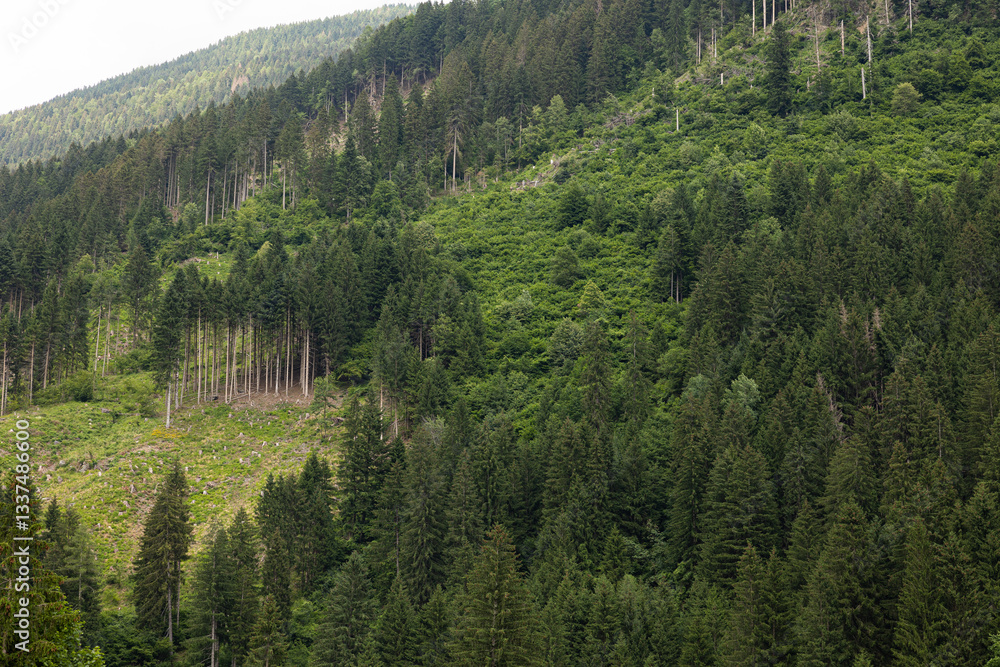 dettaglio di una vasta foresta di abeti in montagna nell'Italia nord-orientale, di giorno, in estate