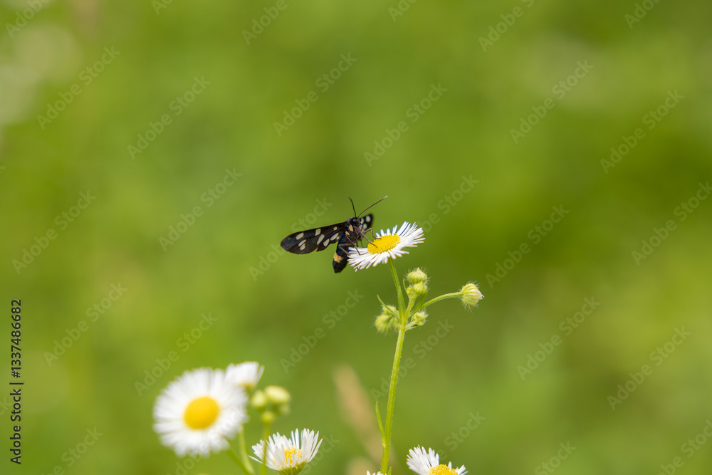 vista macro di una falena di colore nero con puntini bianchi su una margherita, su sfondo sfuocato di colore verde, in estate