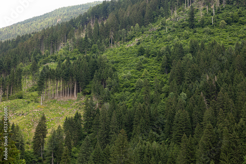 Obraz na płótnie dettaglio di una vasta foresta di abeti in montagna nell'Italia nord-orientale, di giorno, in estate w salonie