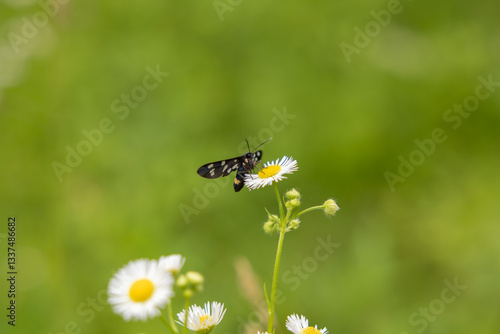 Obraz na płótnie vista macro di una falena di colore nero con puntini bianchi su una margherita, su sfondo sfuocato di colore verde, in estate w salonie