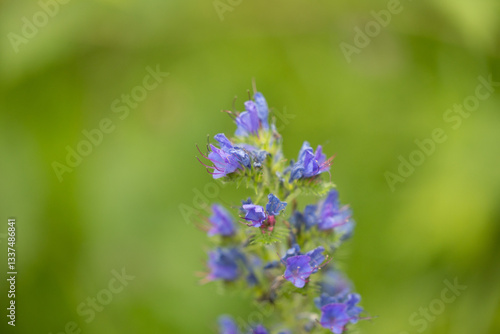 Obraz na płótnie vista macro di una pianta con tanti piccoli fiori viola su sfondo sfuocato color verde w salonie