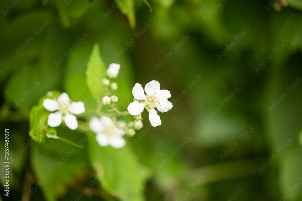vista macro di piccoli fiori dai petali bianchi di una pianta selvatica, in un ambiente naturale, di giorno, in estate