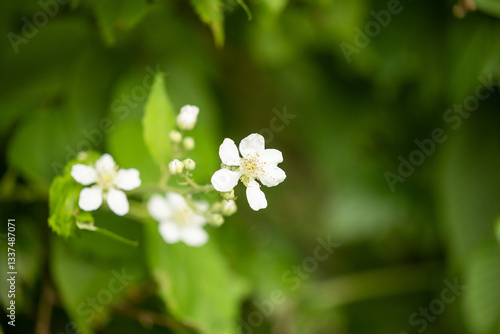 Obraz na płótnie vista macro di piccoli fiori dai petali bianchi di una pianta selvatica, in un ambiente naturale, di giorno, in estate w salonie