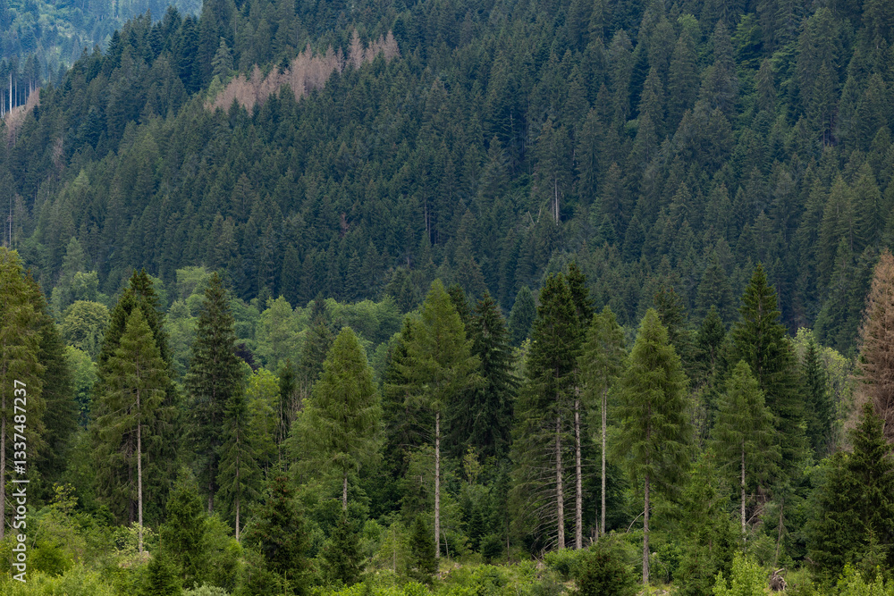 dettaglio di una vasta foresta di abeti in montagna nell'Italia nord-orientale, di giorno, in estate