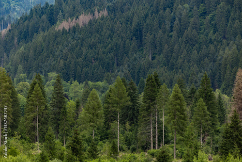 Obraz na płótnie dettaglio di una vasta foresta di abeti in montagna nell'Italia nord-orientale, di giorno, in estate w salonie