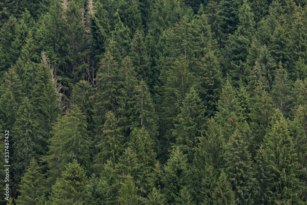 dettagli degli abeti di una foresta di montagna in estate