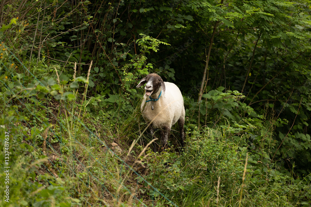 dettagli di una pecora dal pelo bianco e nero mentre bela, stando in mezzo alla vegetazione, in un ambiente naturale, di giorno, in estate