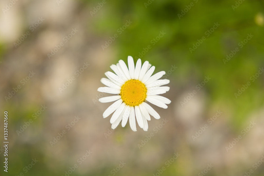 vista macro di un fiore di margherita dai petali bianchi, di giorno, in estate con sfondo sfuocato