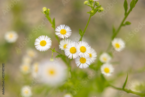 Obraz na płótnie vista macro da sopra di una pianta con vari piccoli fiori dai petali bianchi in estate w salonie