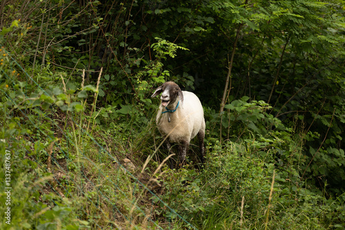 Obraz na płótnie dettagli di una pecora dal pelo bianco e nero mentre bela, stando in mezzo alla vegetazione, in un ambiente naturale, di giorno, in estate w salonie