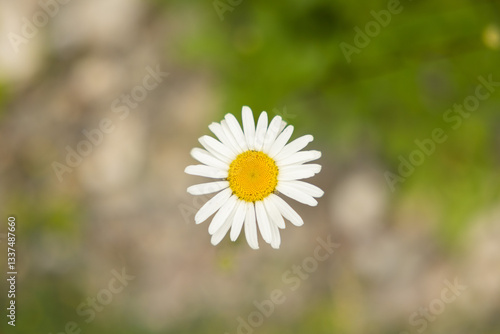vista macro di un fiore di margherita dai petali bianchi, di giorno, in estate con sfondo sfuocato
