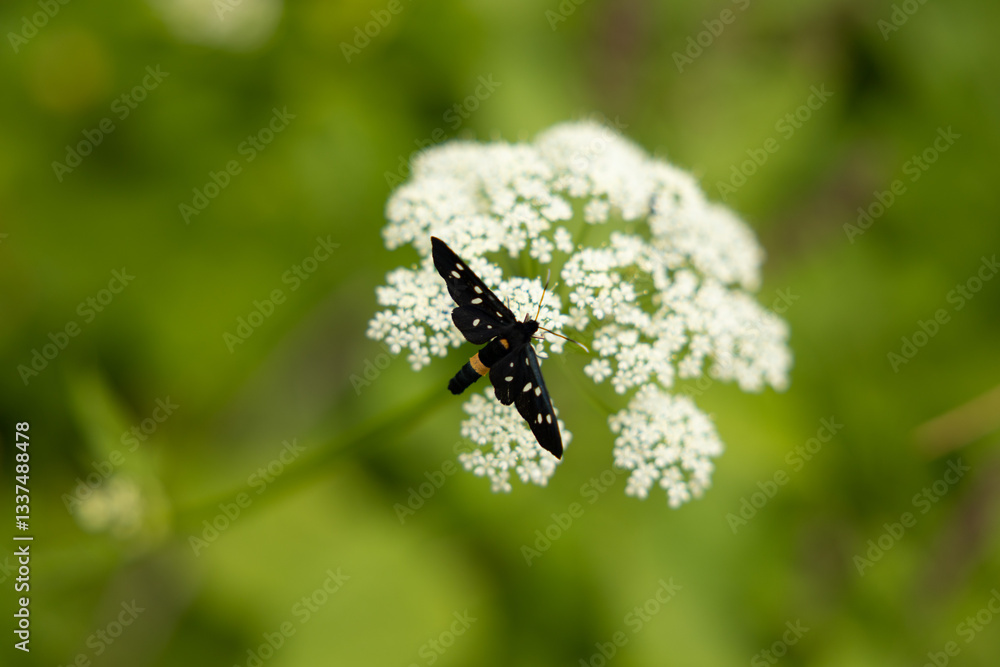 vista macro di una falena dal corpo nero e puntini bianchi su un grande fiore bianco, in estate