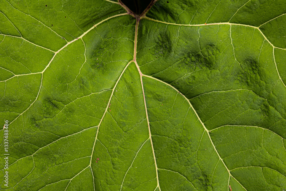 vista ultra-macro della superficie di colore verde e delle venature di una grande foglia di una pianta selvatica, in italia, in estate