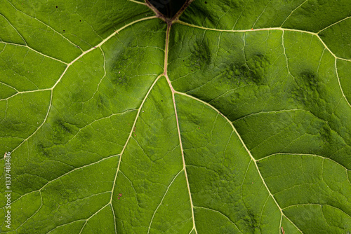 Obraz na płótnie vista ultra-macro della superficie di colore verde e delle venature di una grande foglia di una pianta selvatica, in italia, in estate w salonie