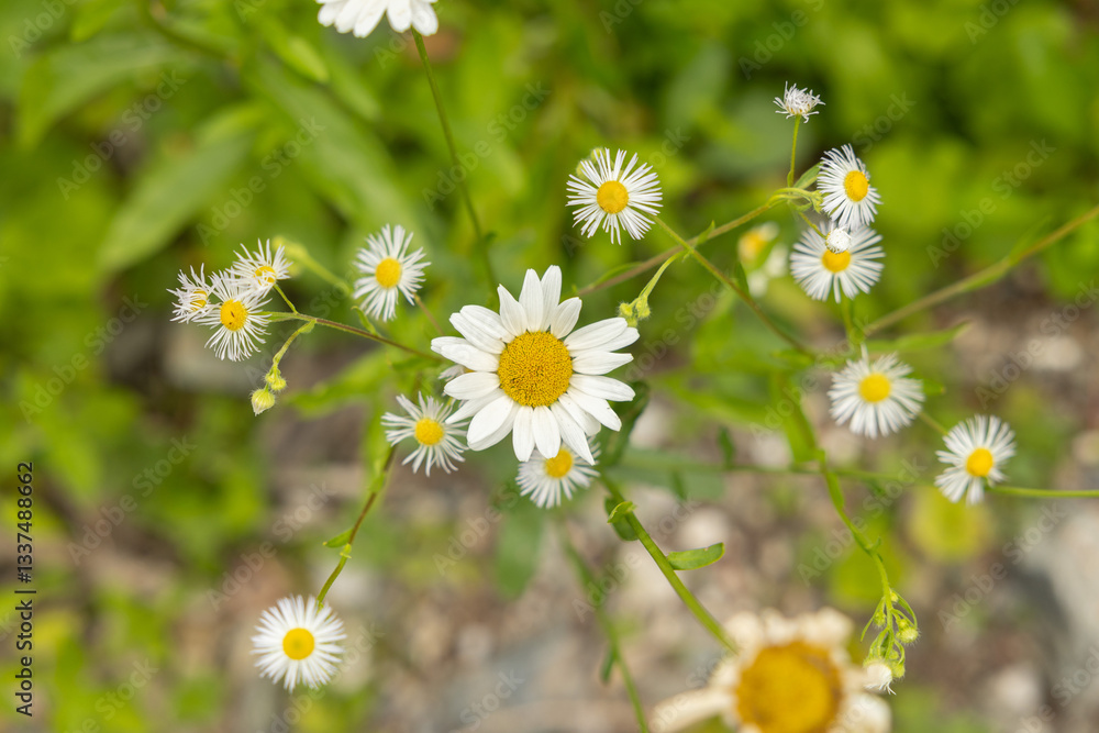 macro panoramica dall'alto su varie piante selvatiche con piccoli e grandi fiori dai petali bianchi, in un ambiente naturale, di giorno, in estate