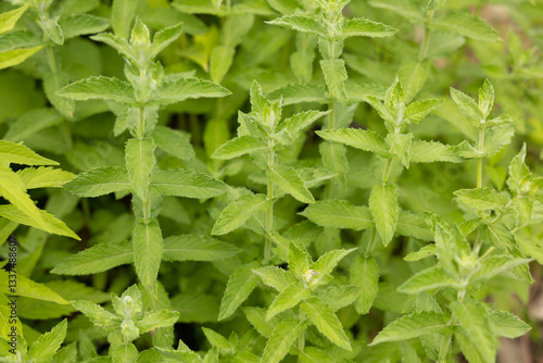 dettagli macro di tante piccole piante selvatiche uguali e dalle foglie verdi, cresciute in un ambiente naturale montano in estate