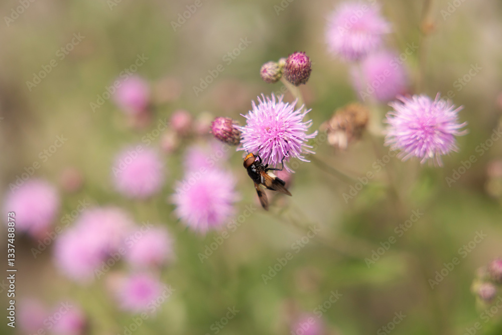 vista macro di un insetto giallo e nero su un fiore rosa, di giorno, in estate, all'aperto, in un ambiente naturale