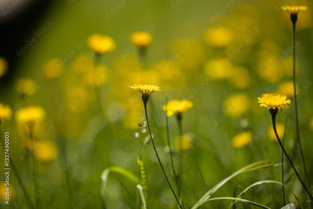 vista macro frontale di vari fiori gialli selvatici in un campo erboso, di giorno, in estate