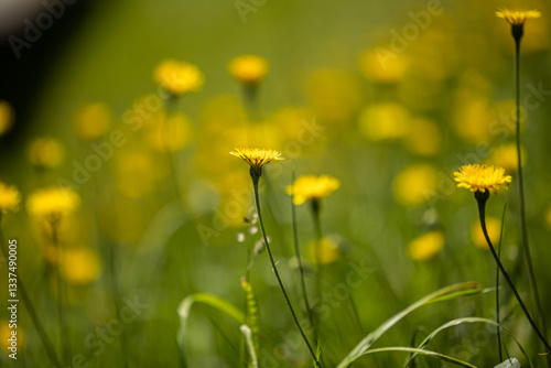Obraz na płótnie vista macro frontale di vari fiori gialli selvatici in un campo erboso, di giorno, in estate w salonie