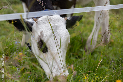 Obraz na płótnie dettagli di una giovane mucca bianca e nera mentre bruca l'erba in un prato di montagna, di giorno, in primavera w salonie