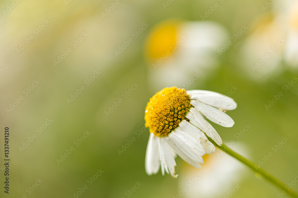 vista macro di una bellissima margherita bianca e gialla in primo piano in un ambiente naturale con sfondo sfuocato di colore verde