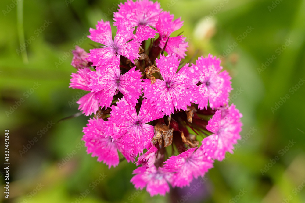 vista macro di una pianta con dei bellissimi fiori color magenta puro su sfondo sfuocato verde, di giorno, in estate