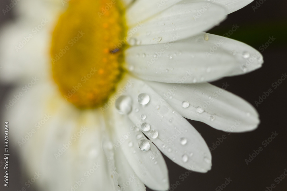 Vista ultra-macro di un fiore di margherita dai petali bianchi
su sfondo scuro