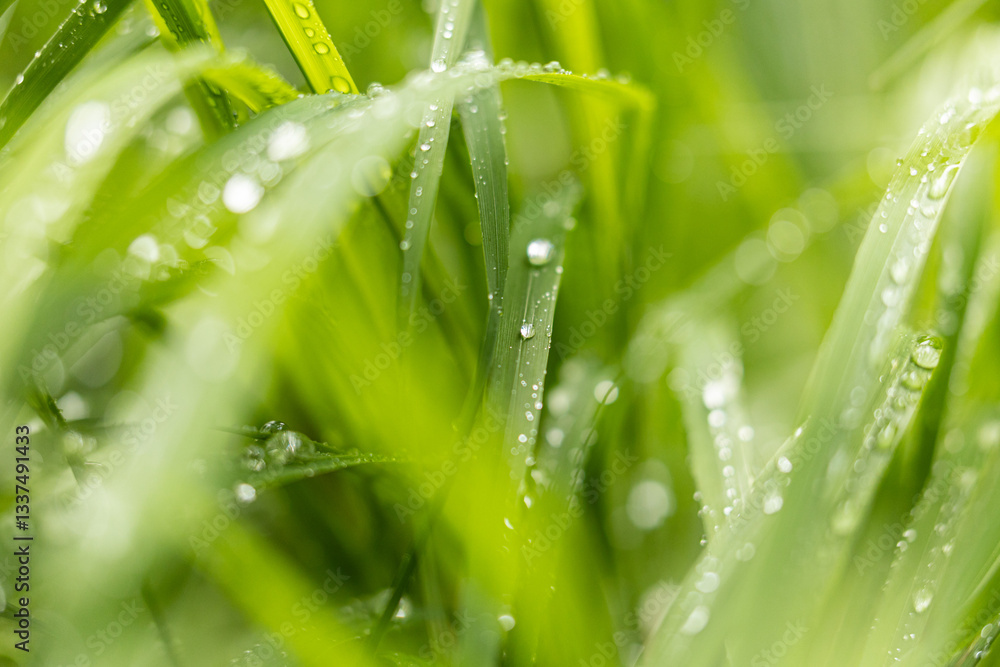 vista ultra macro dettagliata di fili d'erba di colore verde bagnati da goccioline d'acqua piovana su sfondo sfuocato