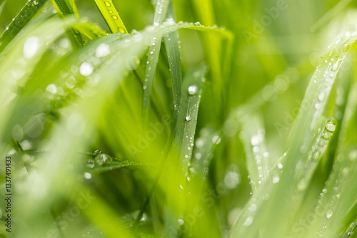 Obraz na płótnie vista ultra macro dettagliata di fili d'erba di colore verde bagnati da goccioline d'acqua piovana su sfondo sfuocato w salonie