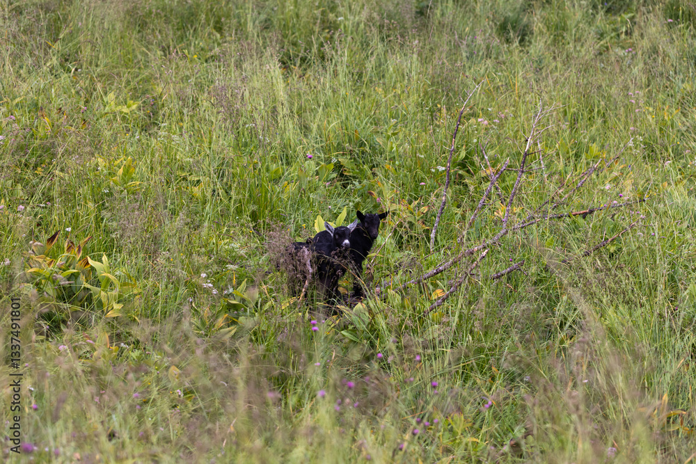 due cuccioli di capra di colore nero in mezzo all'erba in un campo di montagna, in estate, di giorno
