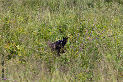 Obraz na płótnie due cuccioli di capra di colore nero in mezzo all'erba in un campo di montagna, in estate, di giorno w salonie