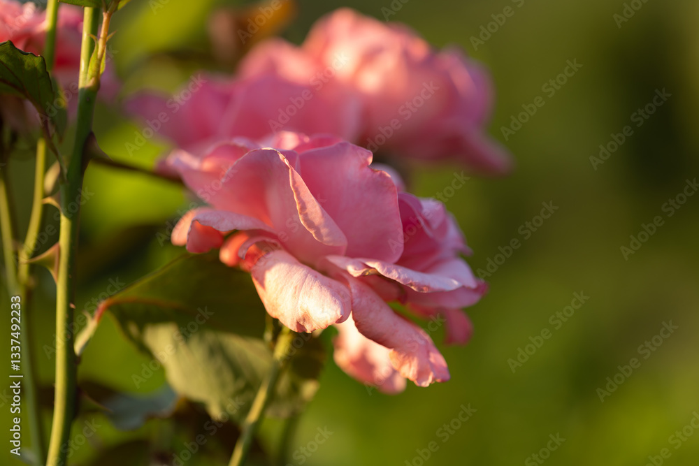 vista macro di bellissime rose di color rosa completamente mature