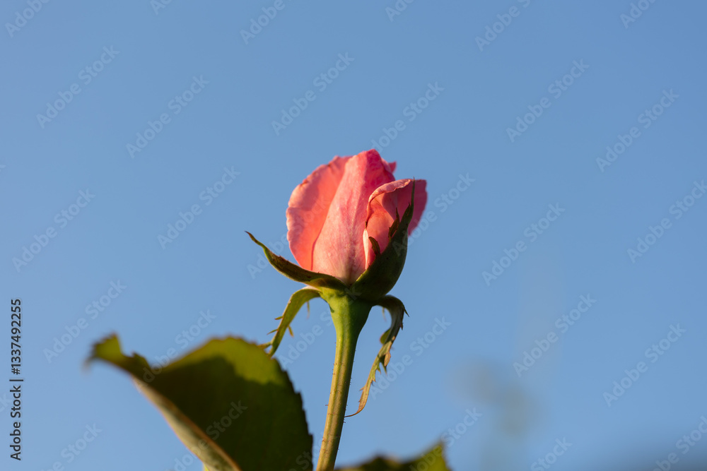vista macro di un fiore di rosa di colore rosa non ancora del tutto maturo