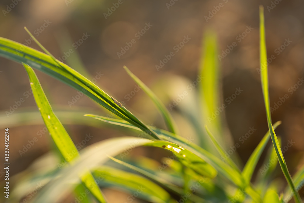 vista macro di lunghi fili d'erba di colore verde, di giorno, in estate