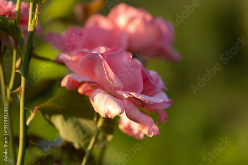 Obraz na płótnie vista macro di bellissime rose di color rosa completamente mature w salonie