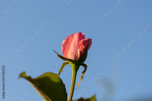 Obraz na płótnie vista macro di un fiore di rosa di colore rosa non ancora del tutto maturo w salonie