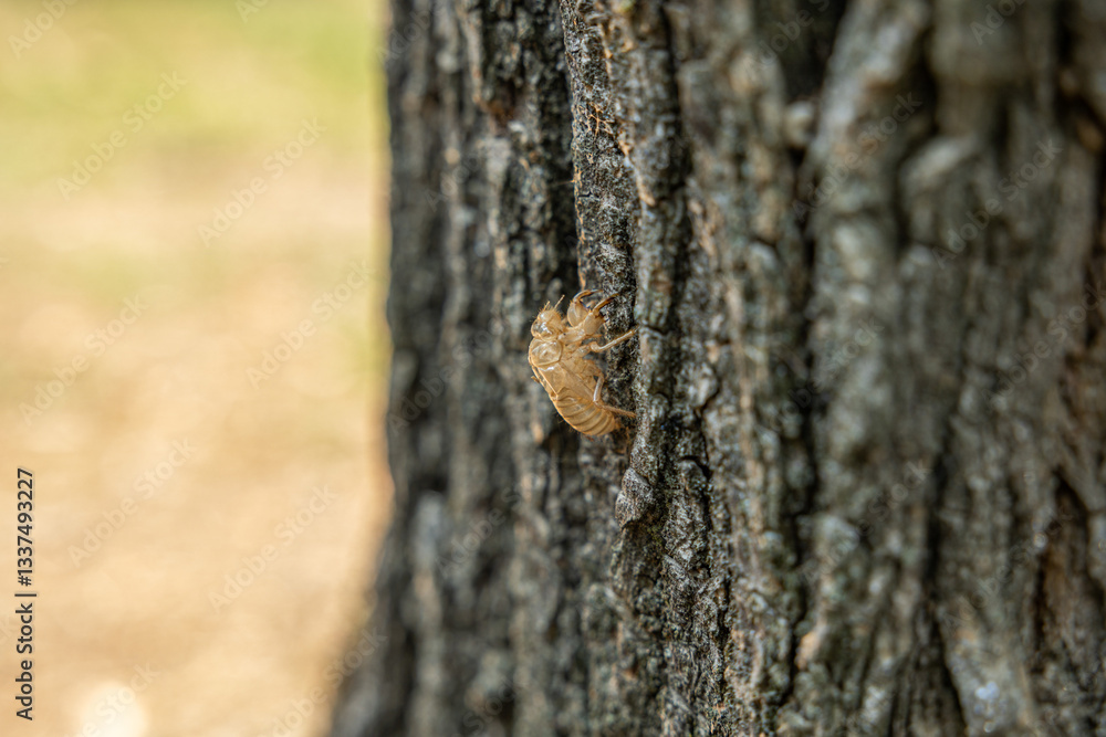 vista macro del guscio secco e vuoto di una cicala, attaccato alla corteccia di un albero, in estate